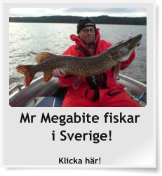 Mr Megabite fiskar i Sverige! Klicka här!