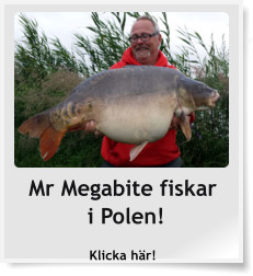 Mr Megabite fiskar i Polen! Klicka här!